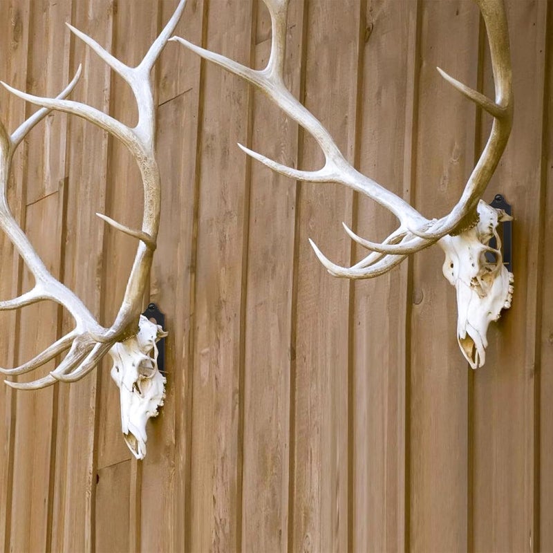 Qonutoci European Mount Skull Hanger - 12 Pack 4.1"x1.4" Deer Hanger, Heavy-Duty Rustproof Hooks for Deer, Antelope, Coyote & Small Game Taxidermy, Easy to Install, Indoor/Outdoor Use - Image 5